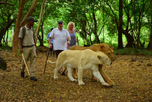 Casela Marche avec les lions