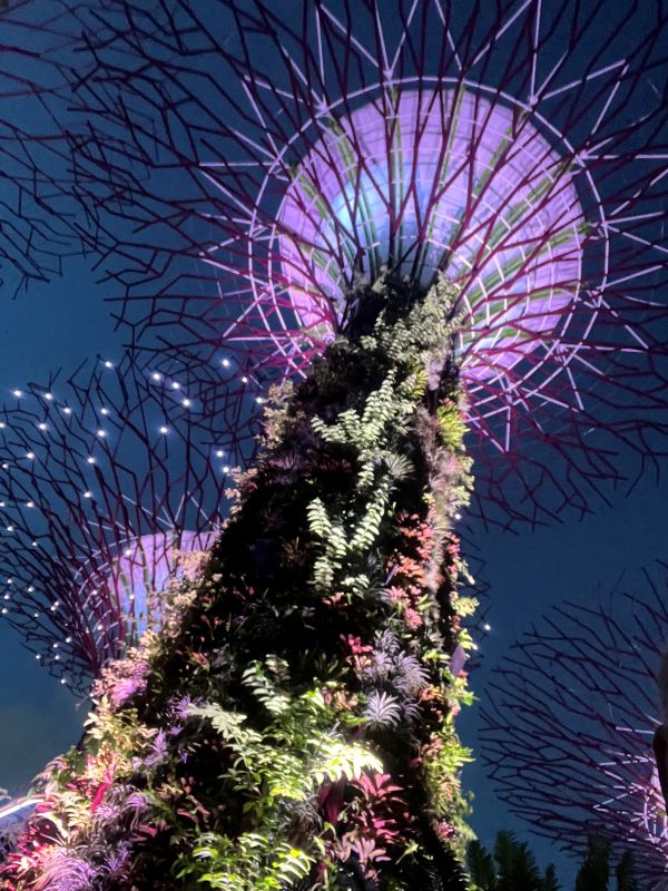 Supertrees by night