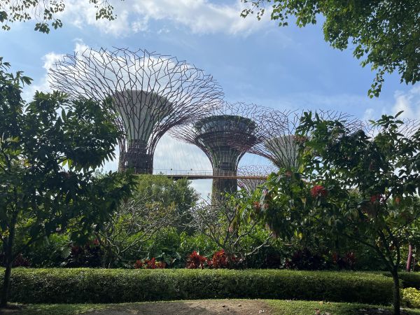 Gardens by the Bay - Supertrees