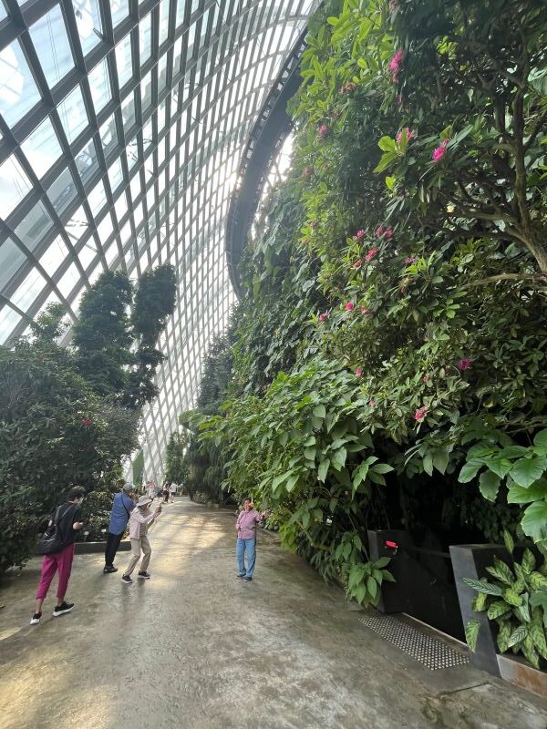 Cloud Forest - Jurassic
