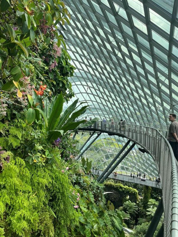 Cloud Forest - Jurassic