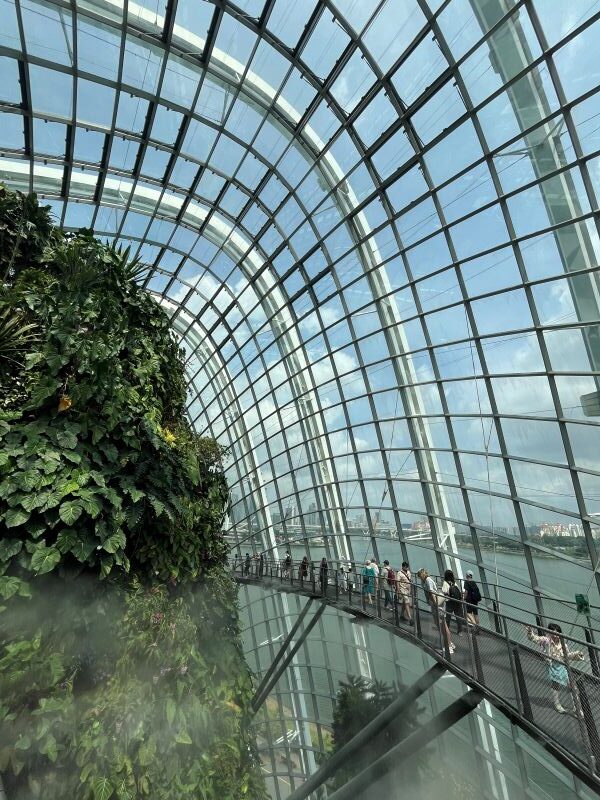 Cloud Forest - Jurassic