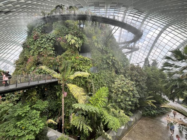 Cloud Forest - Jurassic