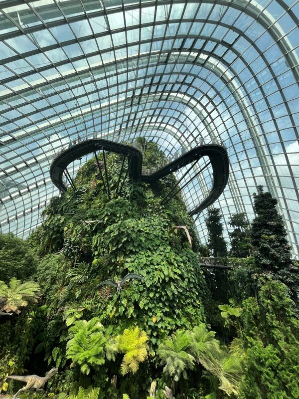 Cloud Forest - Jurassic