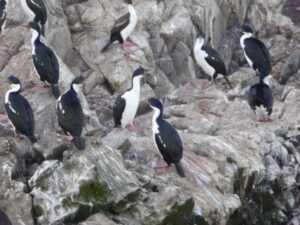 Cormorans impériaux (cormorans de Magellan)