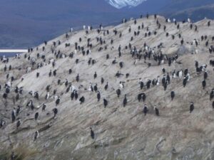 Cormorans impériaux (cormorans de Magellan)