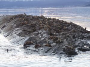 Lions de mer