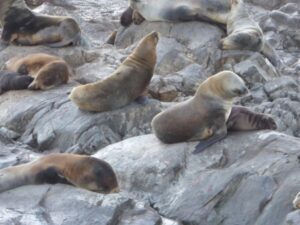 Lions de mer
