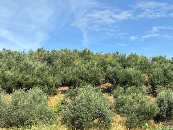 Sur la route de Berat