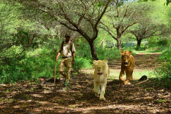 Casela Marche avec les lions