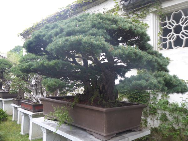 Suzhou - Jardin Liu